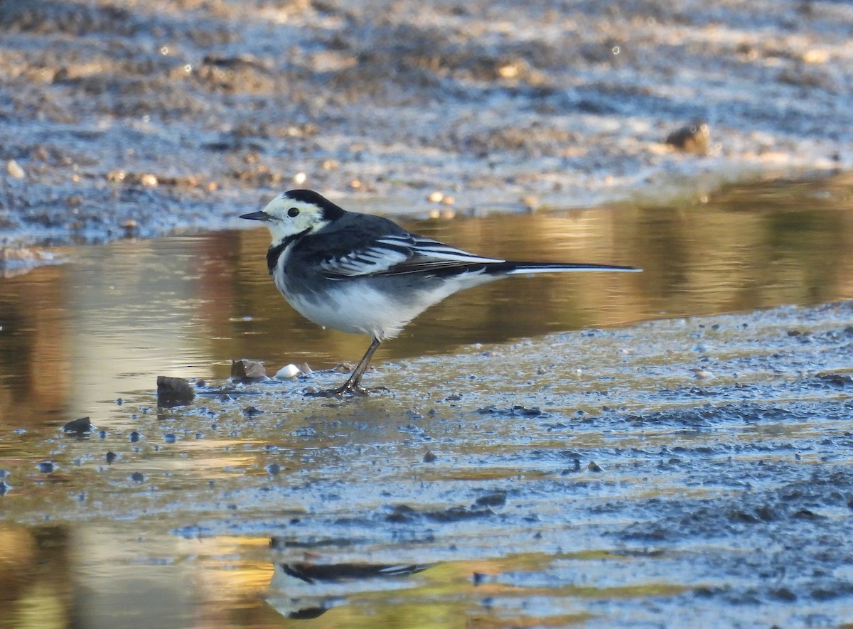 konipas bílý (ssp. yarrellii) - ML644863331