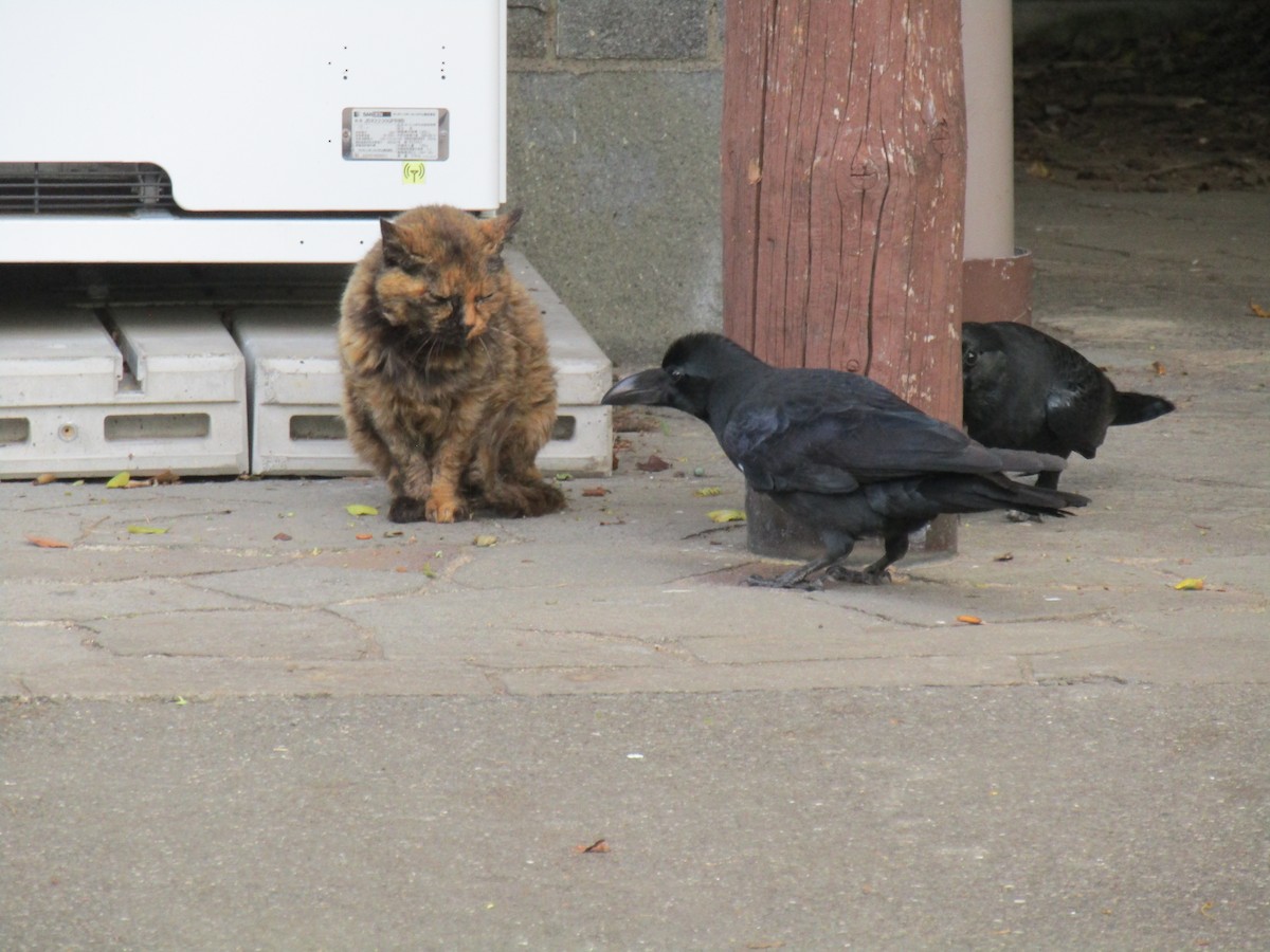 tykknebbkråke - ML644863332