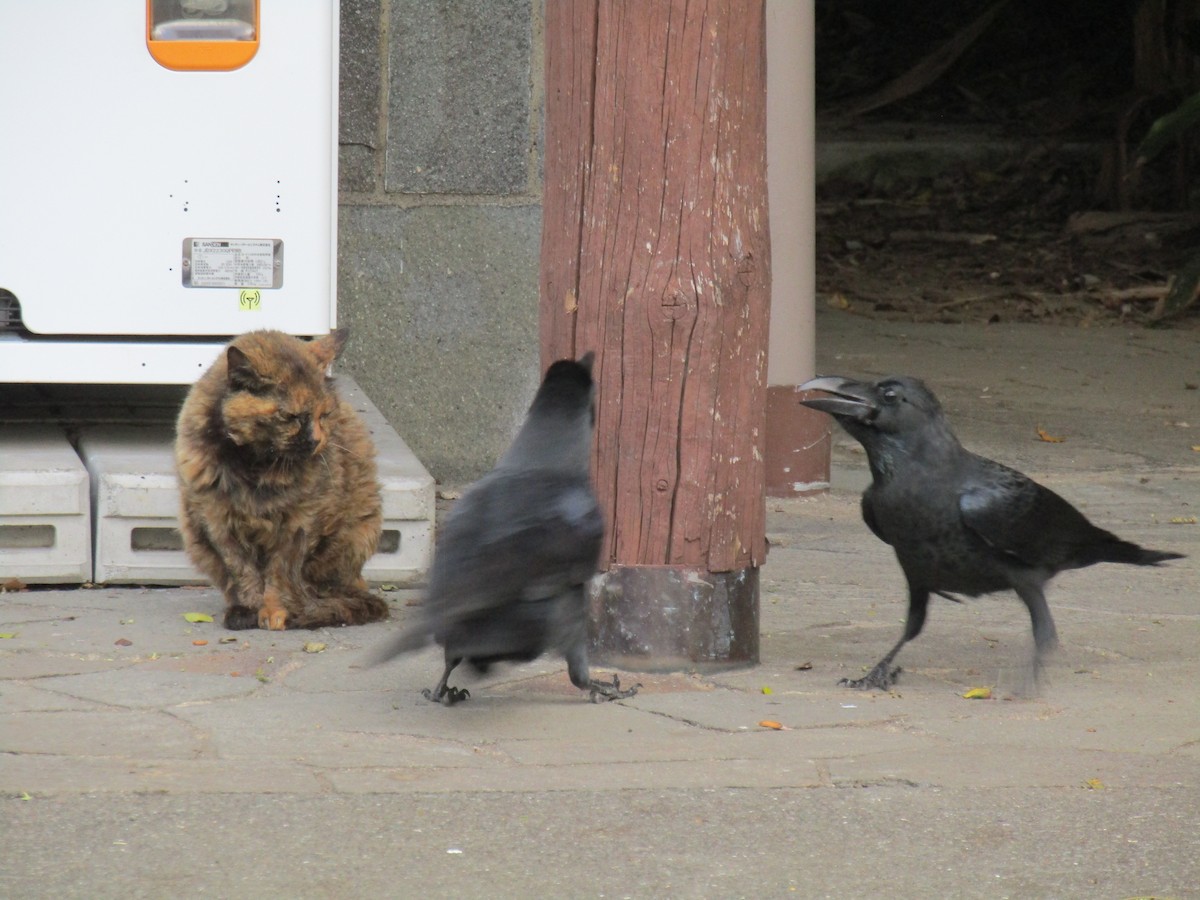 tykknebbkråke - ML644863333