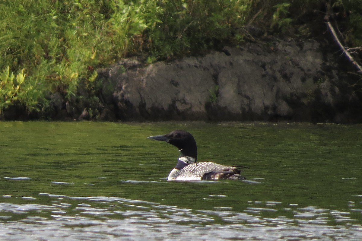 Common Loon - ML644863346