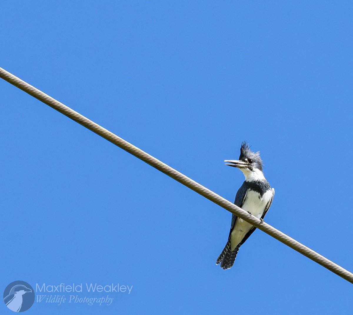 Martin handi iparramerikarra - ML644863367