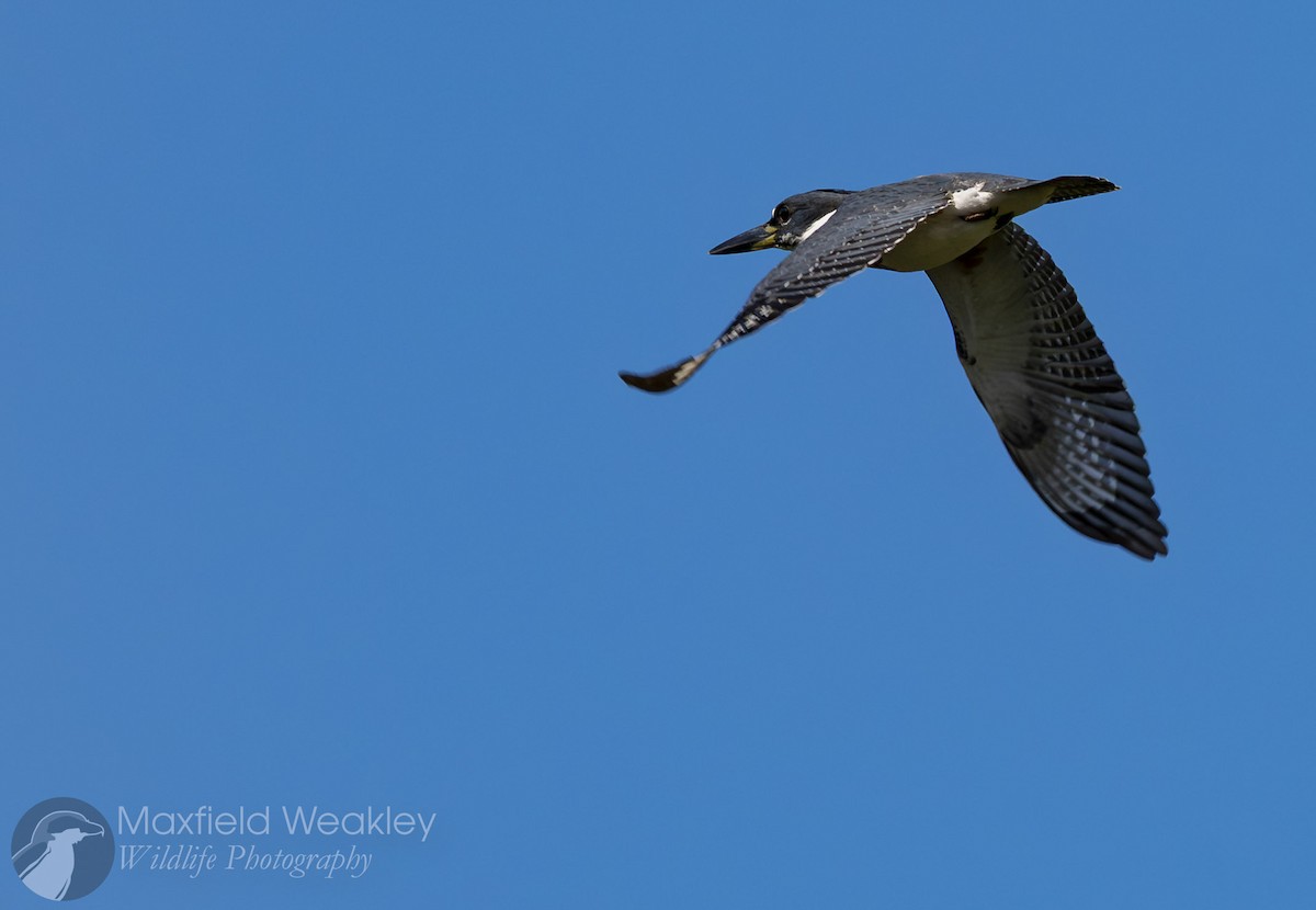 Martin handi iparramerikarra - ML644863368