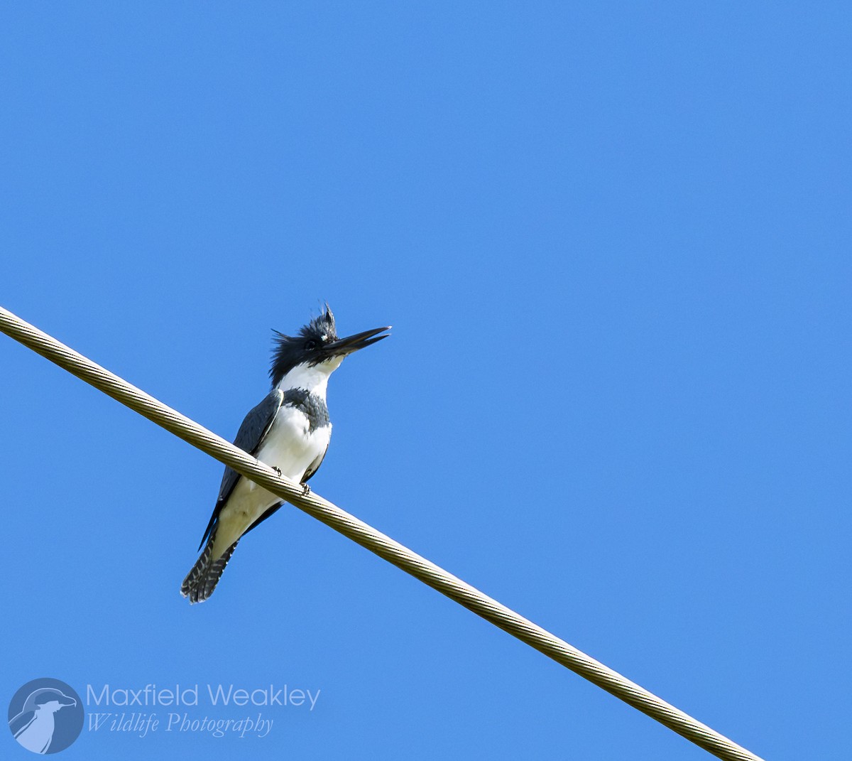 Martin handi iparramerikarra - ML644863369