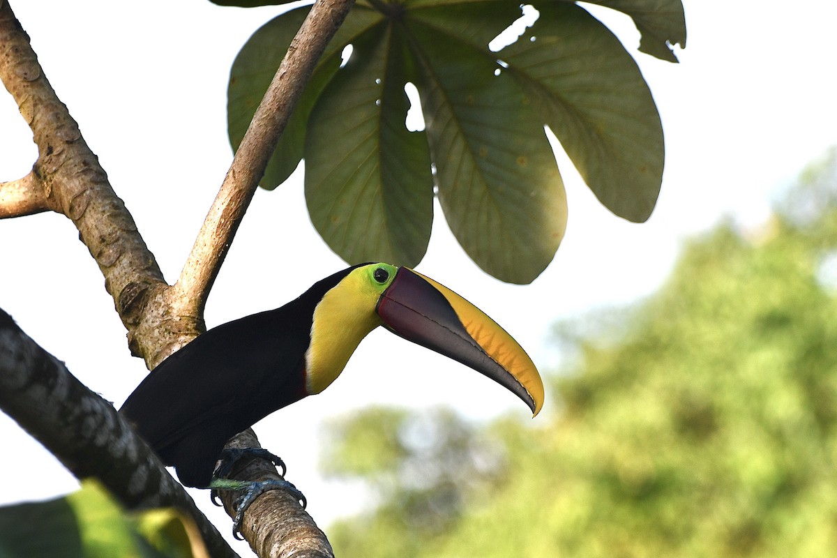 Yellow-throated Toucan - ML644863372