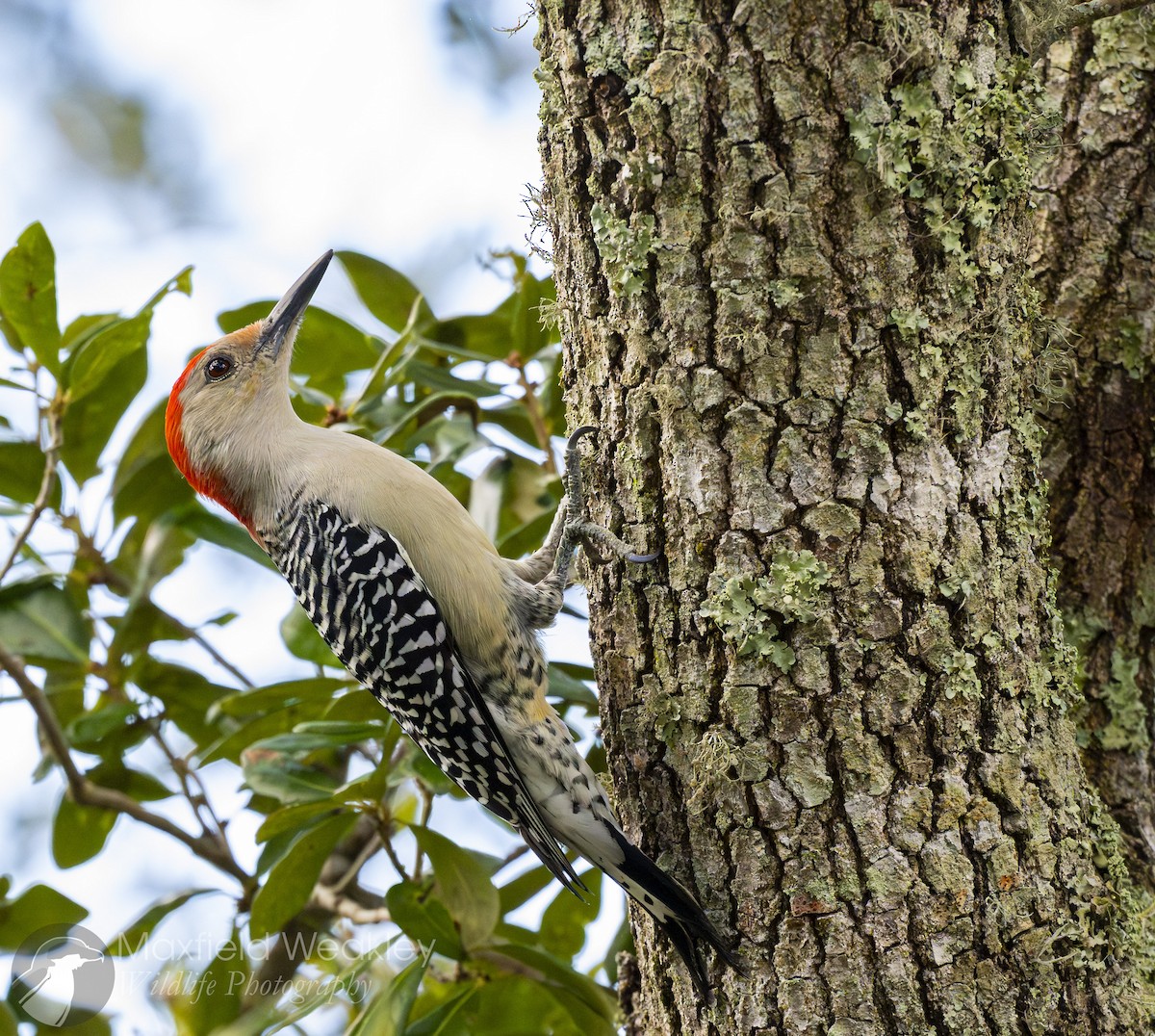 Red-bellied Woodpecker - ML644863376