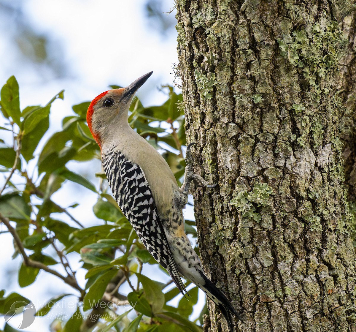 Red-bellied Woodpecker - ML644863377