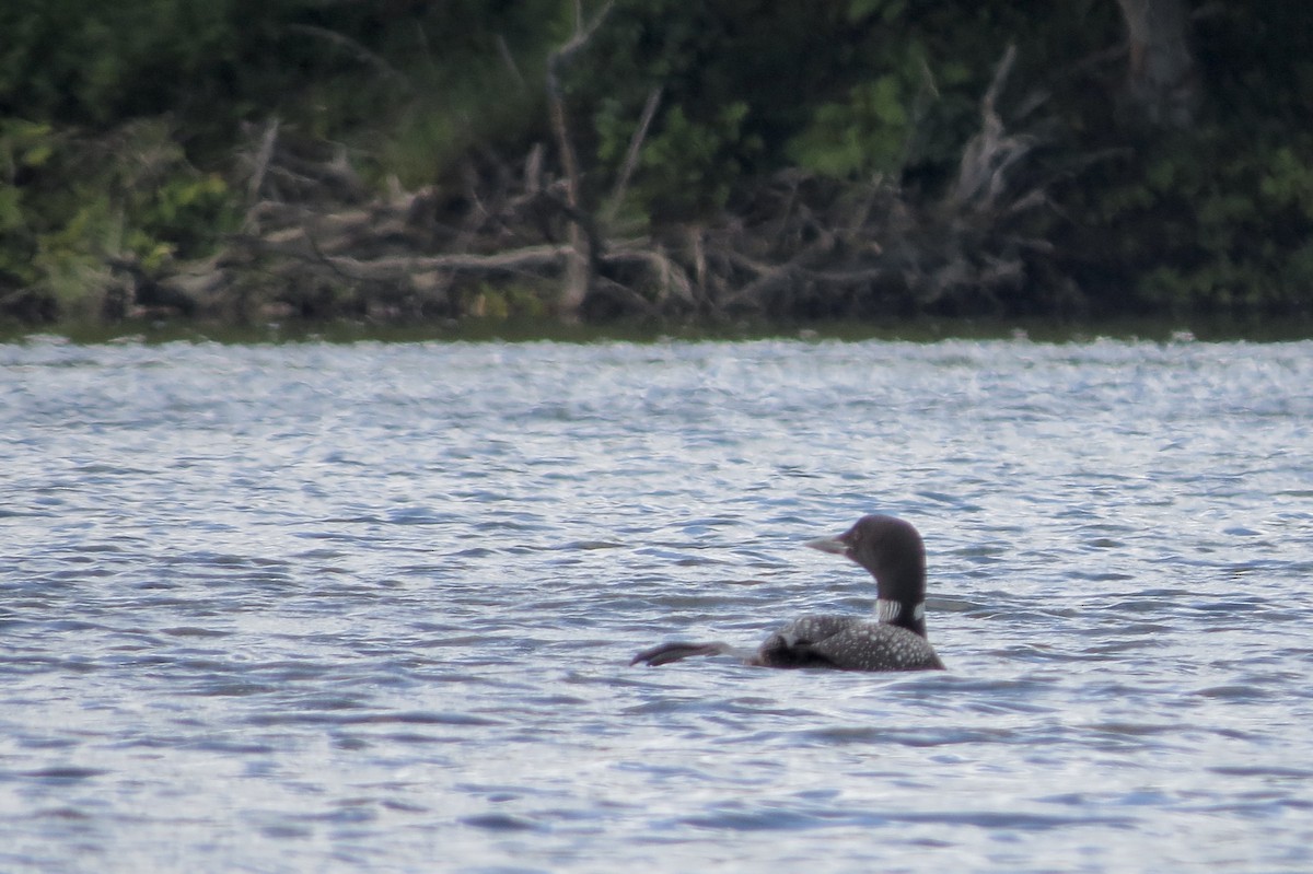 Common Loon - ML644863386