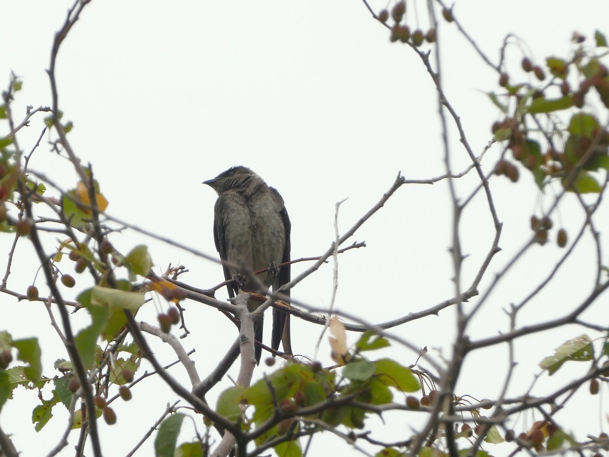 Elai purpura - ML644863387