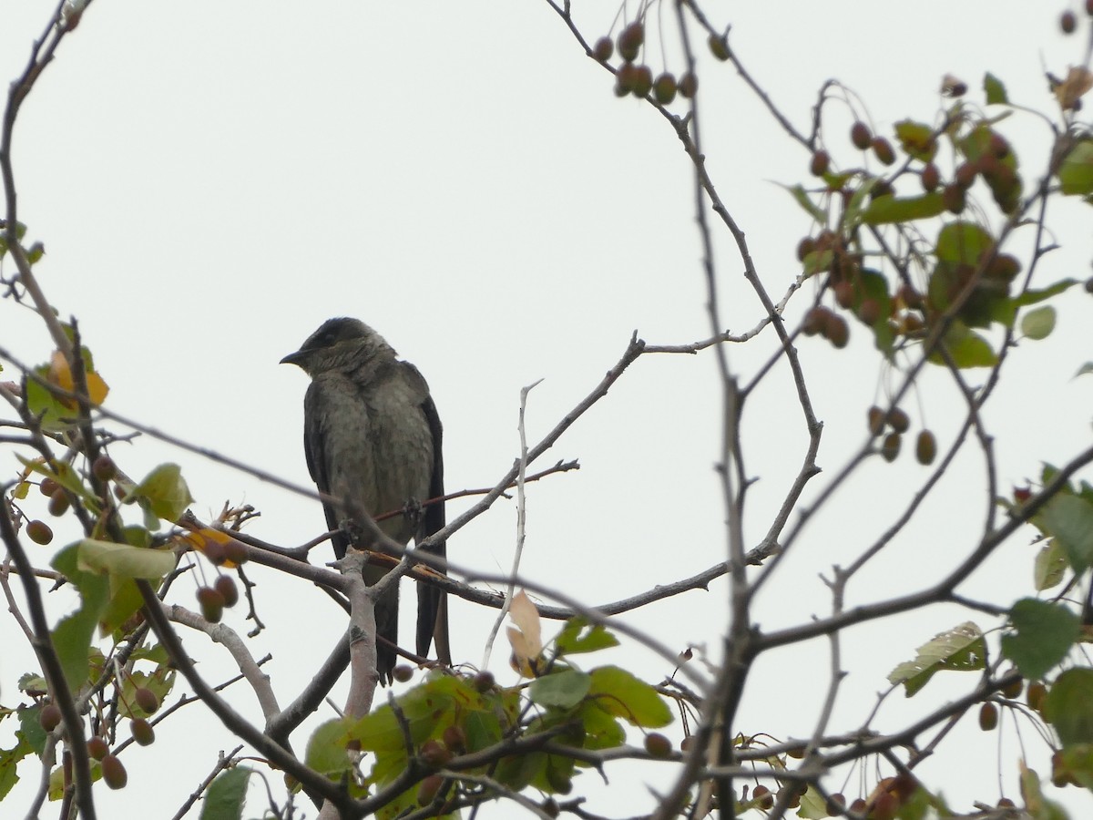 Elai purpura - ML644863388