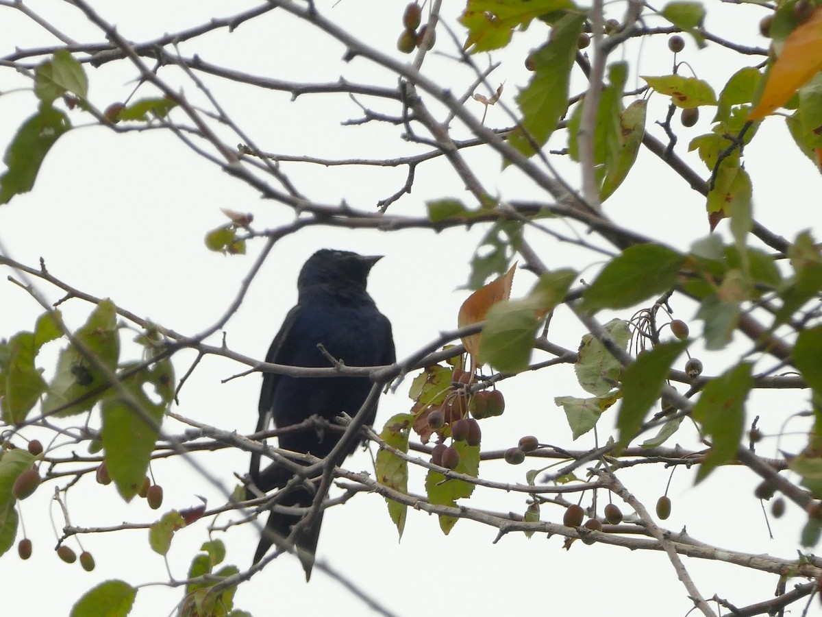 Elai purpura - ML644863389