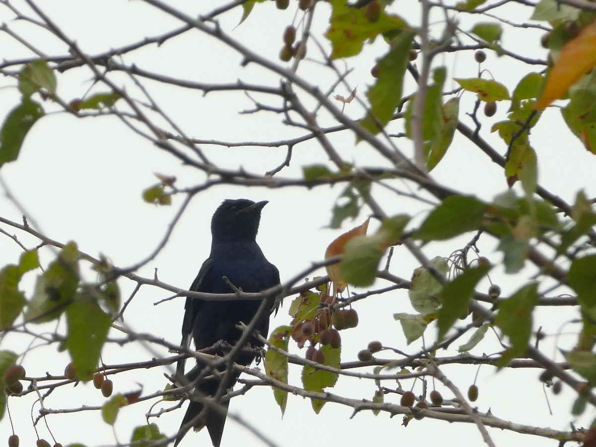 Elai purpura - ML644863390