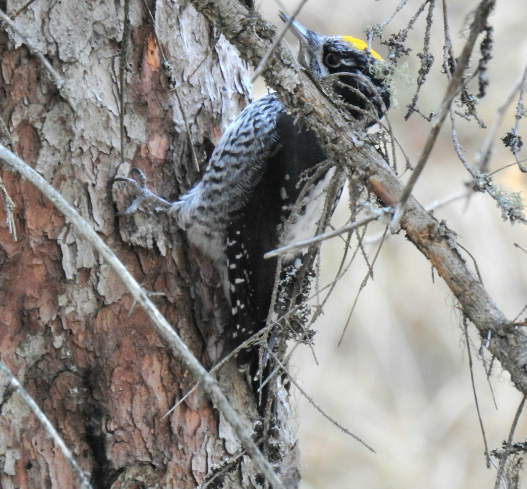 American Three-toed Woodpecker - ML644863412