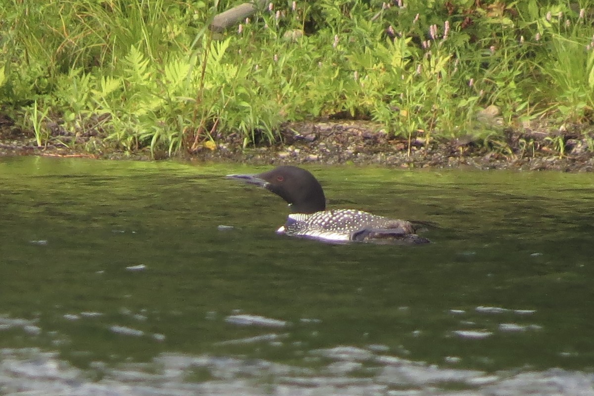 Common Loon - ML644863428