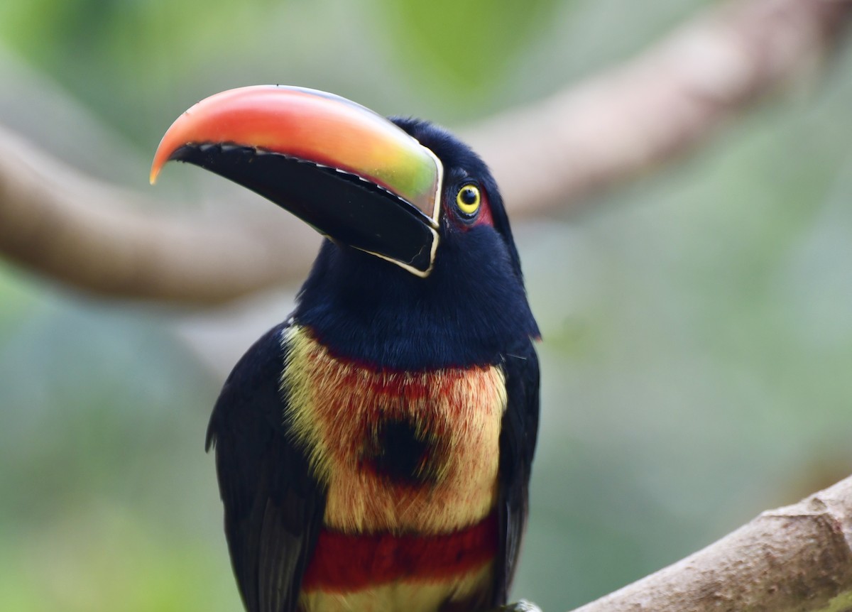 Fiery-billed Aracari - ML644863429