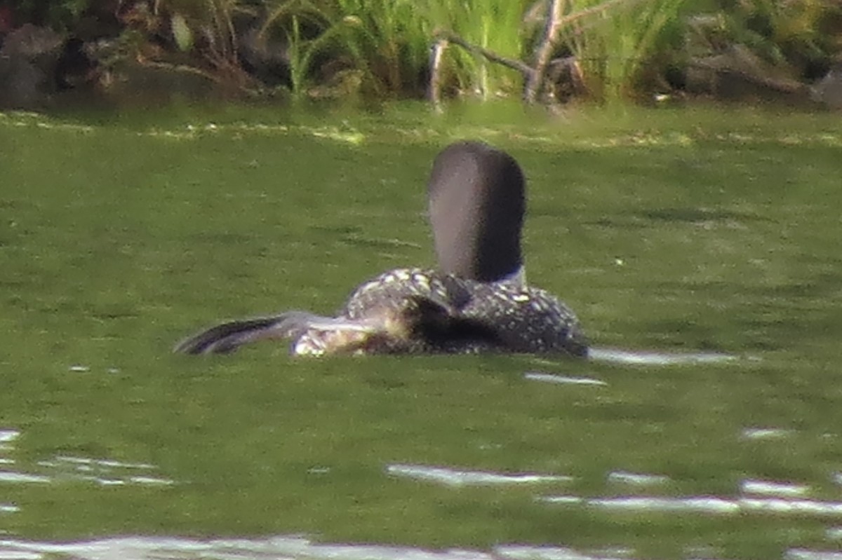 Common Loon - ML644863437