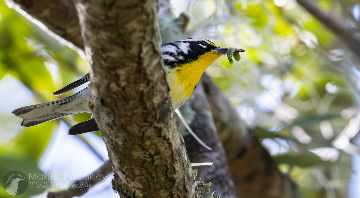 Goldkehl-Waldsänger (dominica/stoddardi) - ML644863440