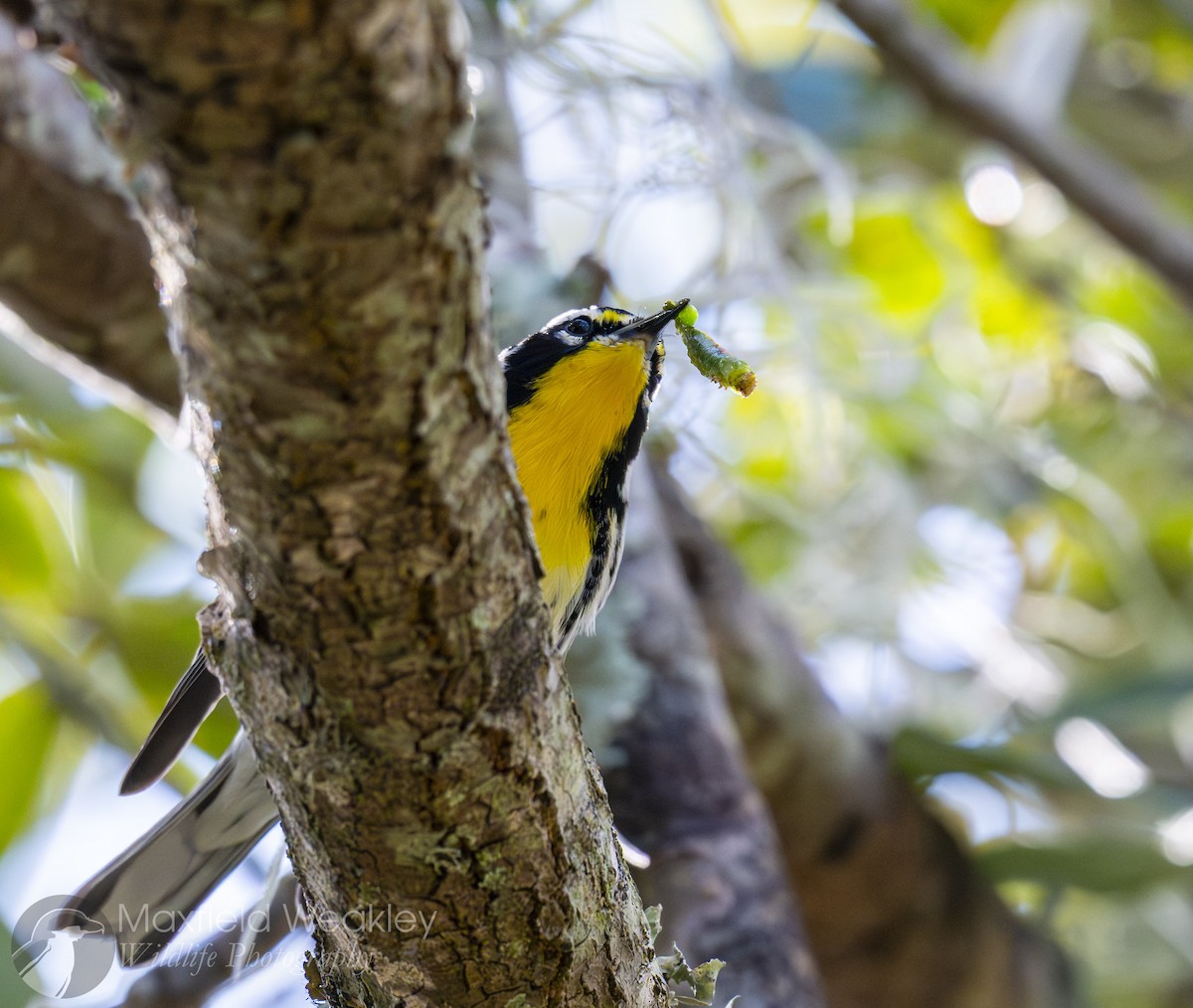 Goldkehl-Waldsänger (dominica/stoddardi) - ML644863441