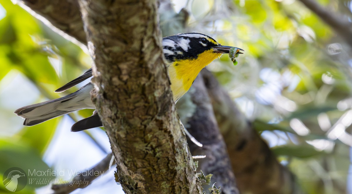 Goldkehl-Waldsänger (dominica/stoddardi) - ML644863442