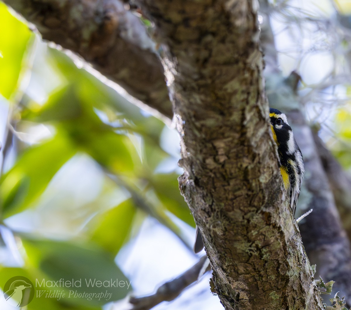 Goldkehl-Waldsänger (dominica/stoddardi) - ML644863443