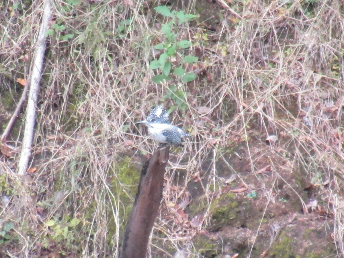 kaskadeisfugl - ML644863444