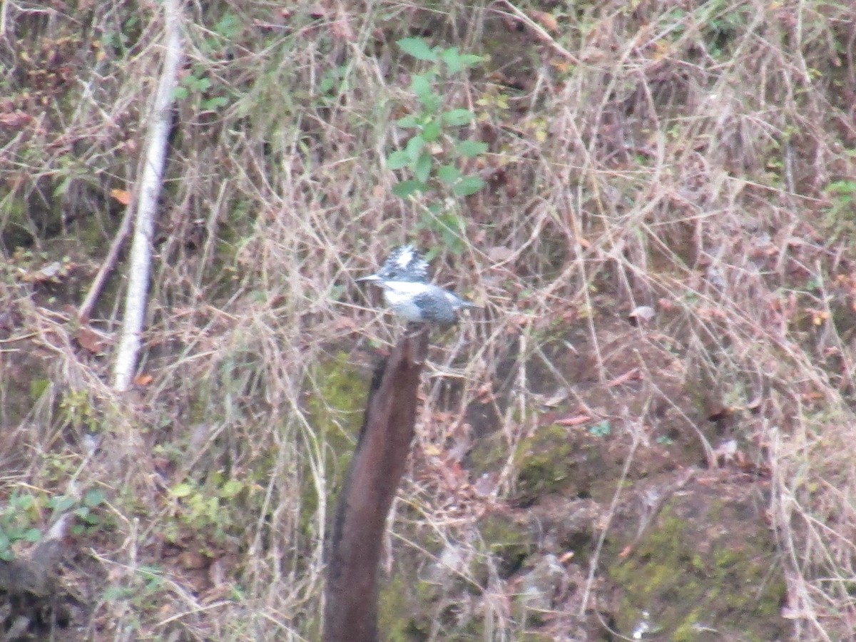 kaskadeisfugl - ML644863445