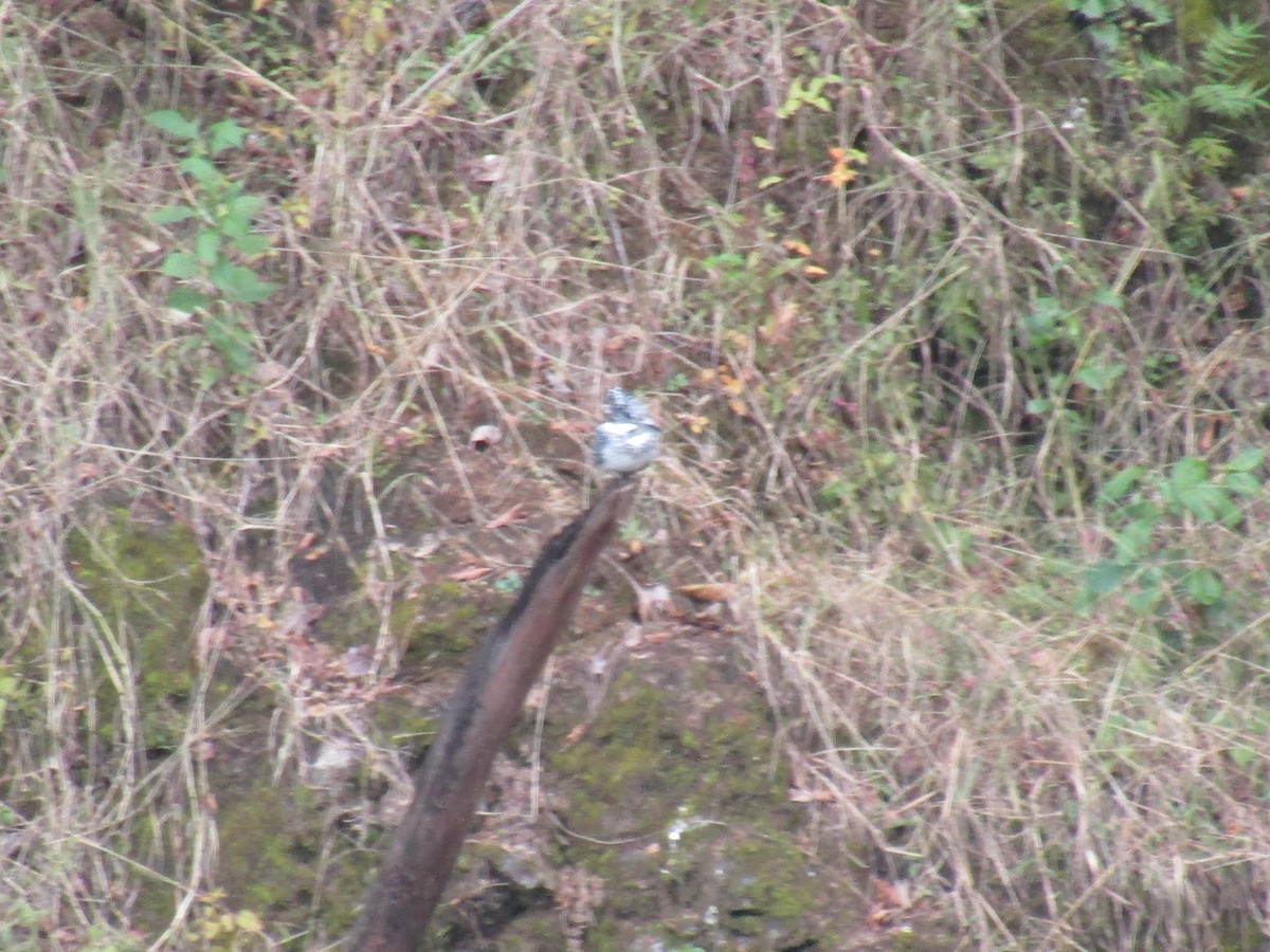 kaskadeisfugl - ML644863446