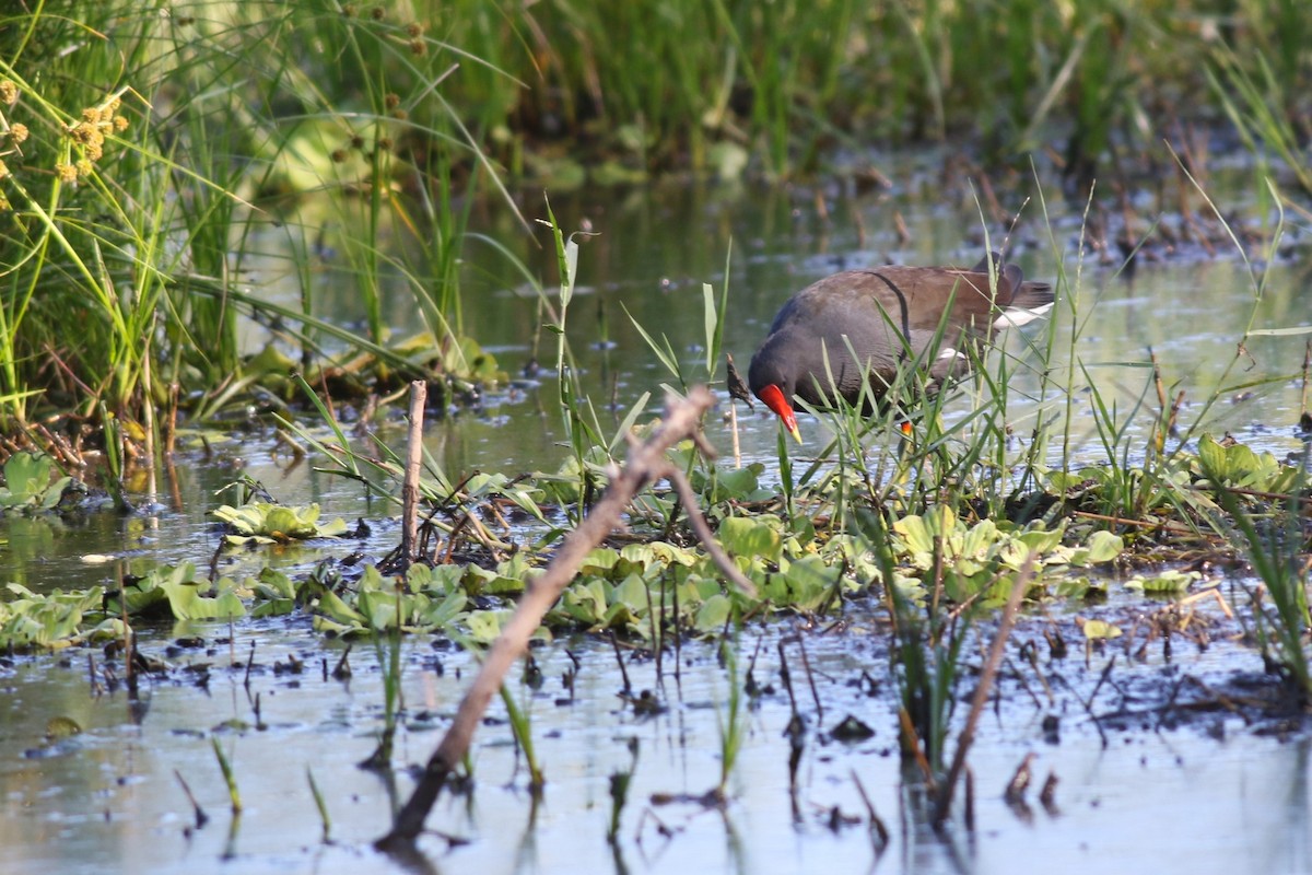 Common Gallinule - ML644863450