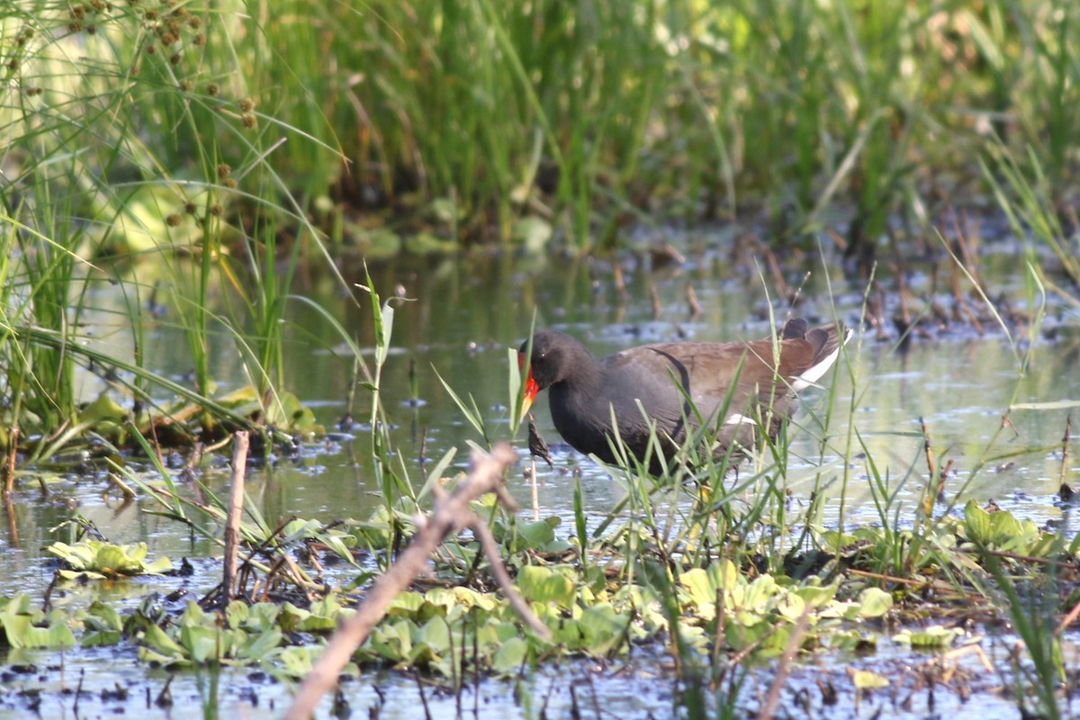 Common Gallinule - ML644863451