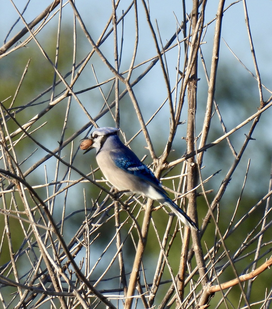 Geai bleu - ML644863453