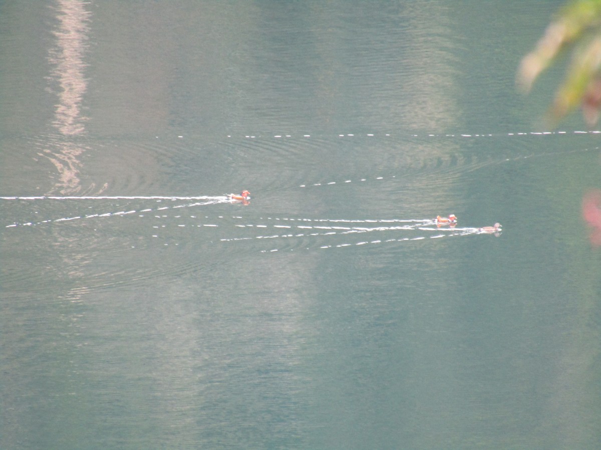 mandarinand - ML644863459