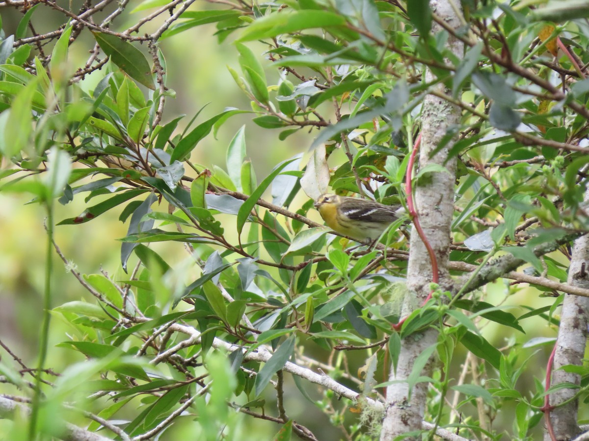 Blackburnian Warbler - ML644863463