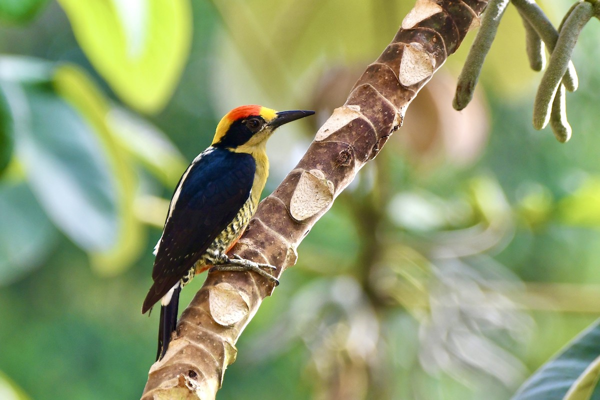 Golden-naped Woodpecker - ML644863465