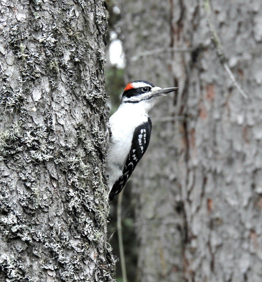 Hairy Woodpecker - ML644863466