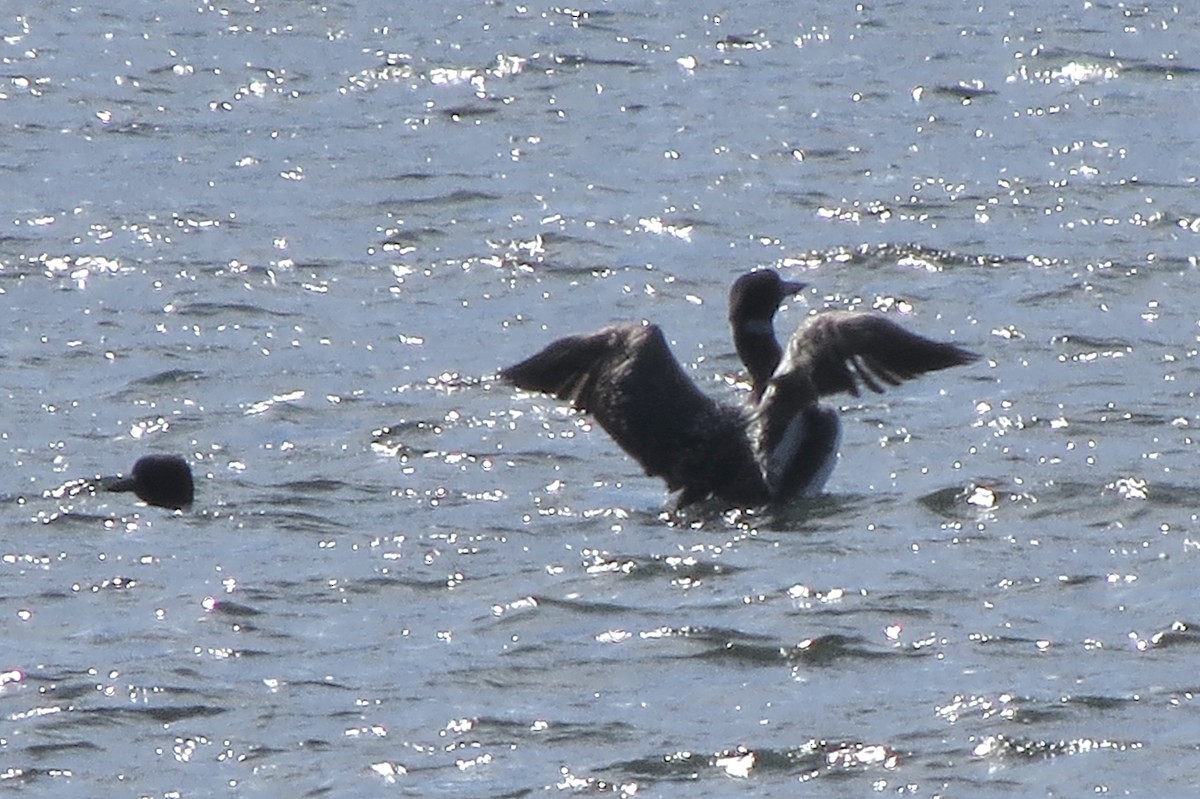Common Loon - ML644863467