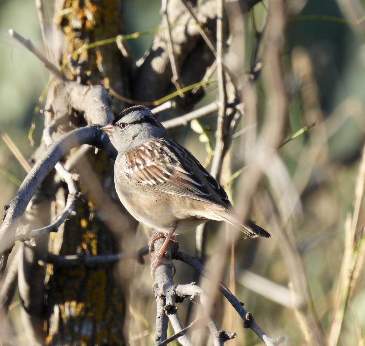 hvitkronespurv - ML644863468