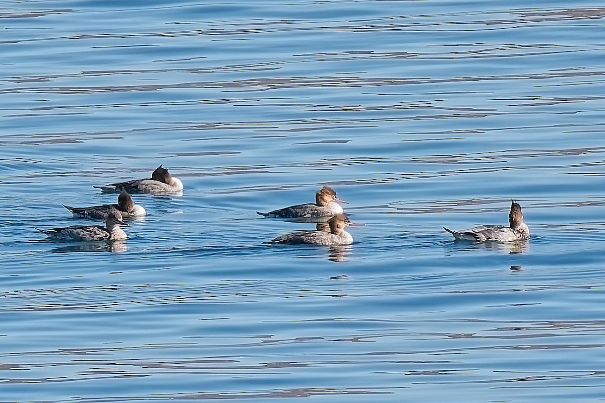 ウミアイサ - ML644863488