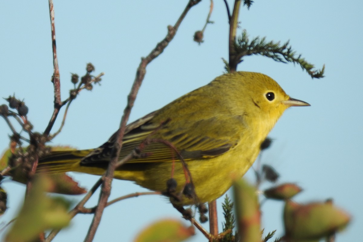 Northern Yellow Warbler - ML644863489