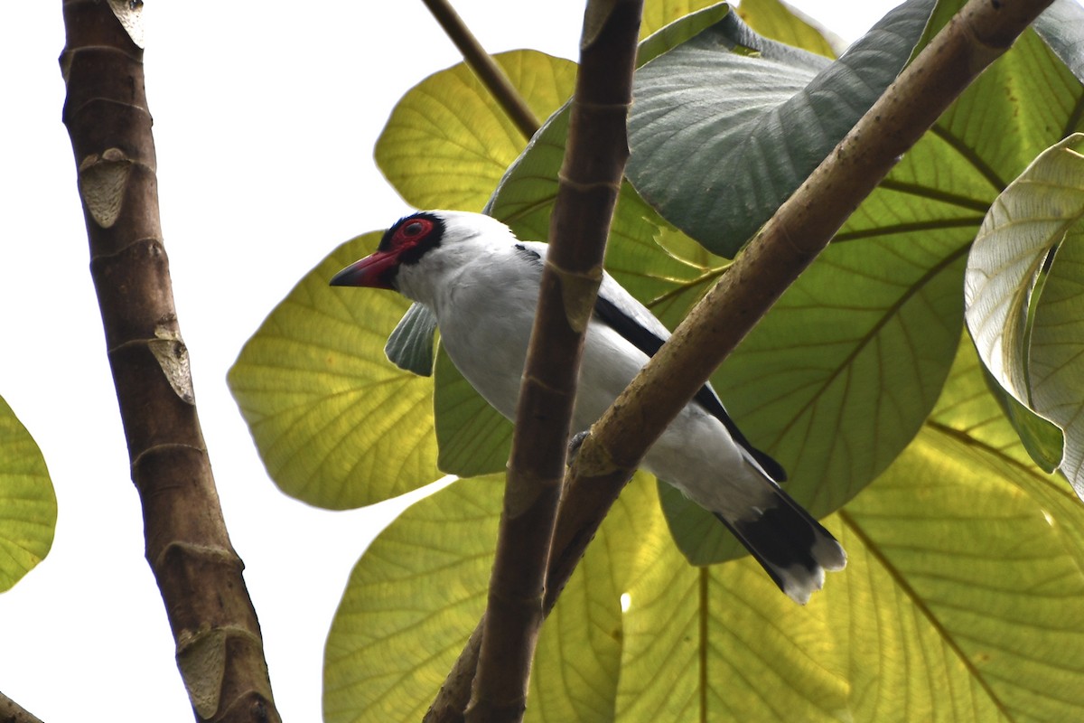 Masked Tityra - ML644863491