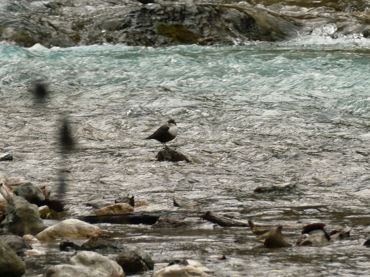 skorec vodní - ML644863496