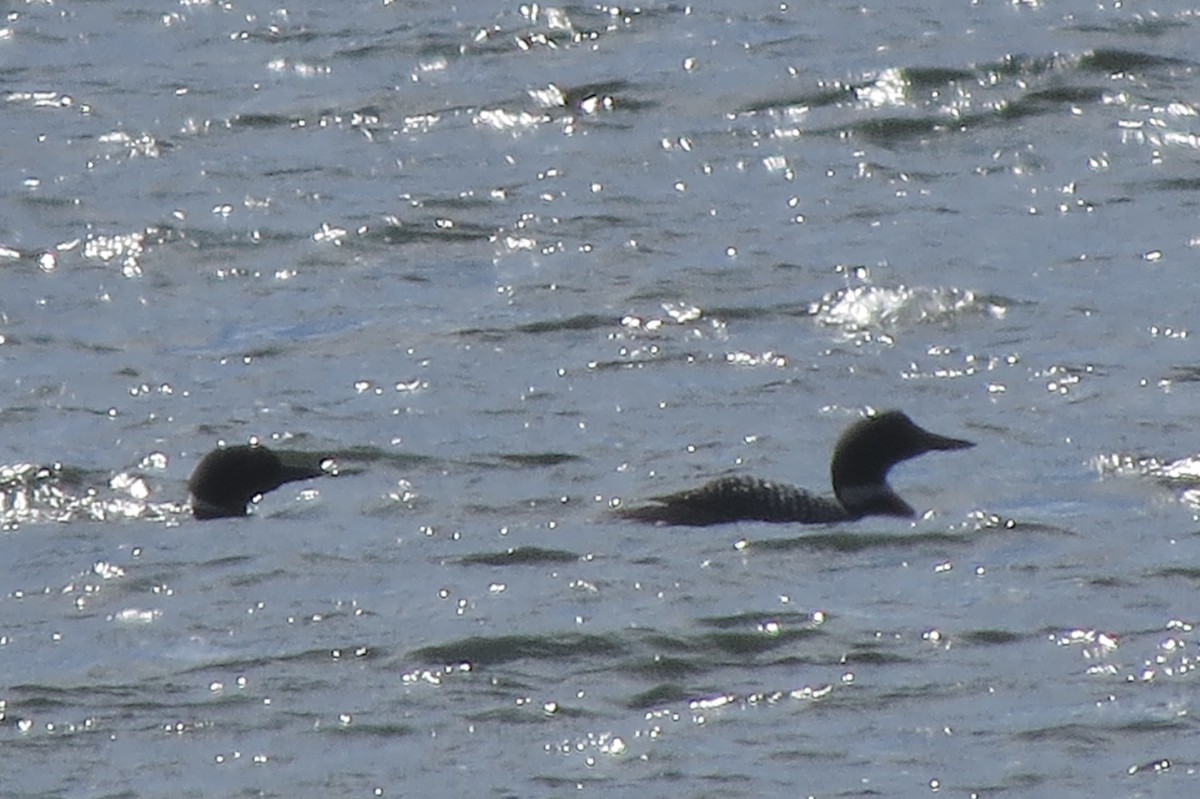 Common Loon - ML644863497