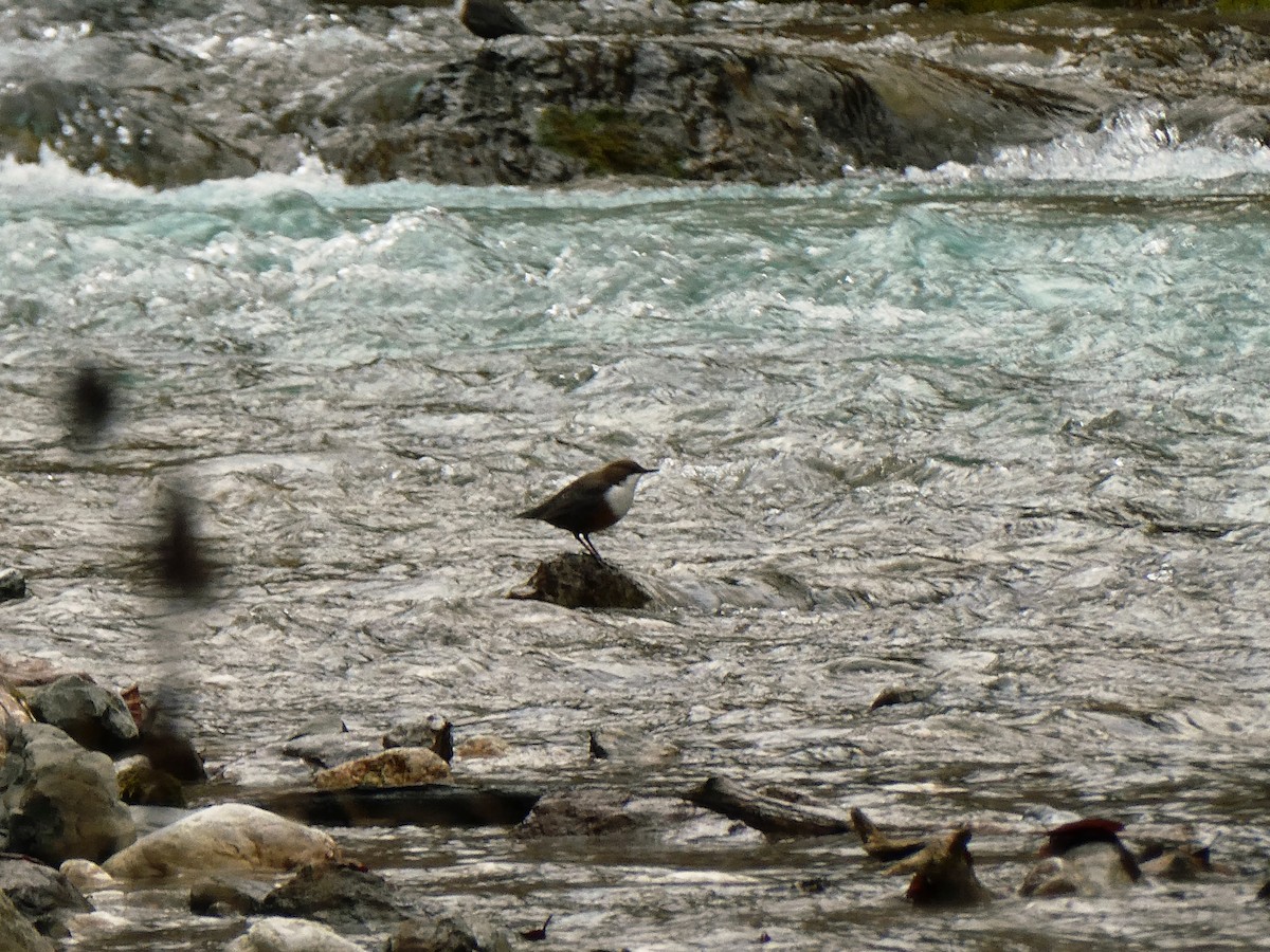 skorec vodní - ML644863501