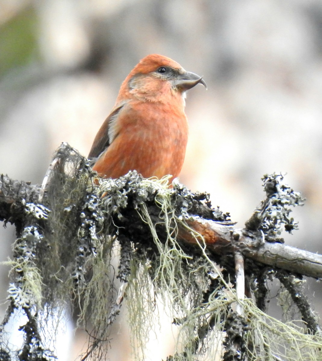 Red Crossbill - ML644863506