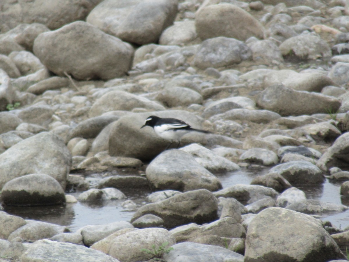 japanerle - ML644863515