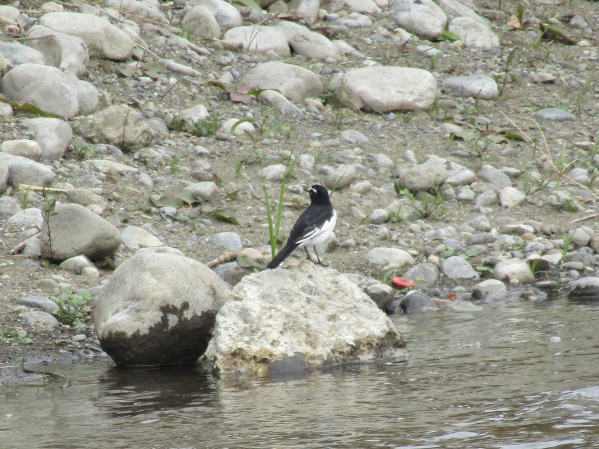 japanerle - ML644863516