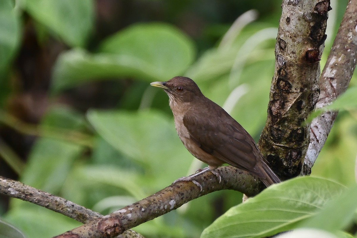 Clay-colored Thrush - ML644863517