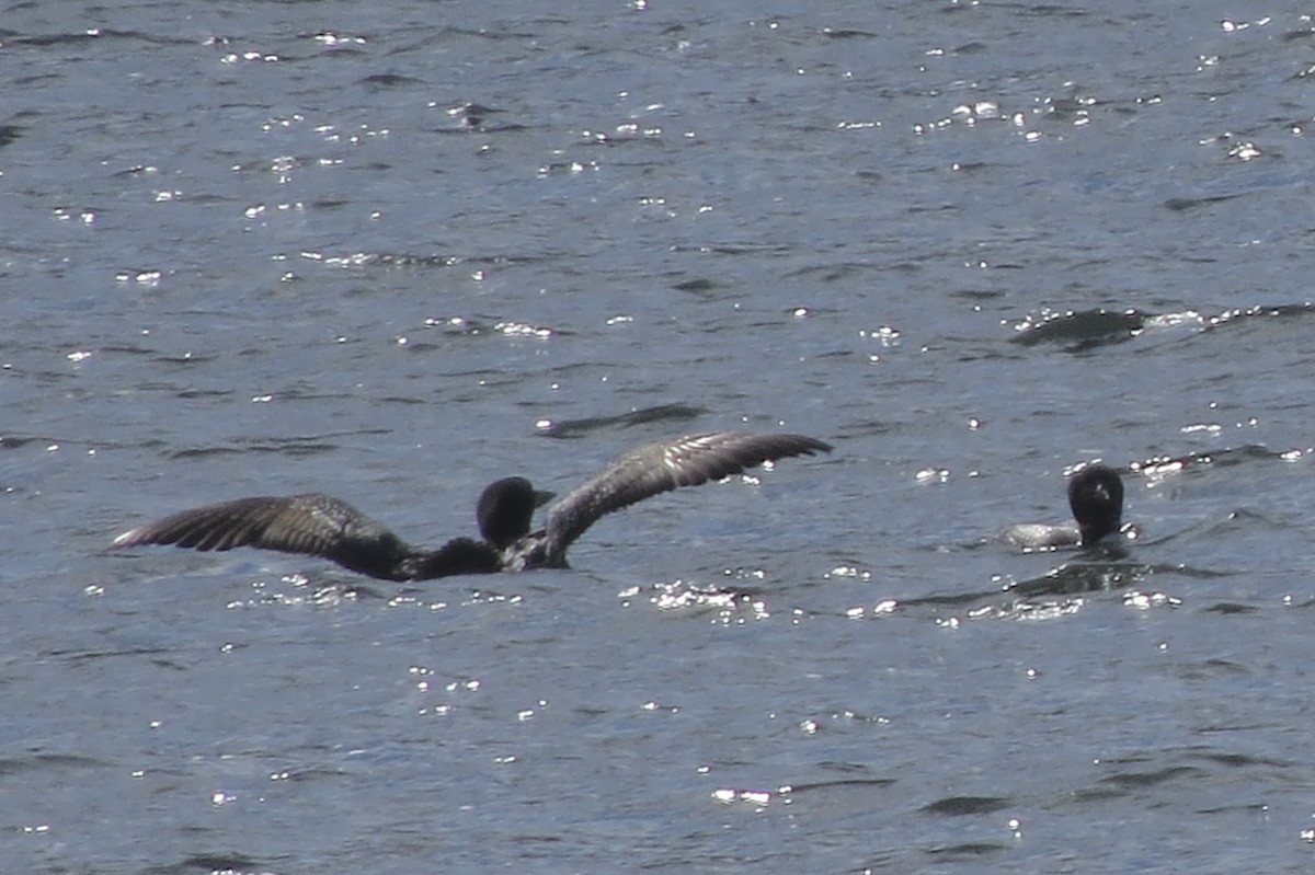 Common Loon - ML644863522