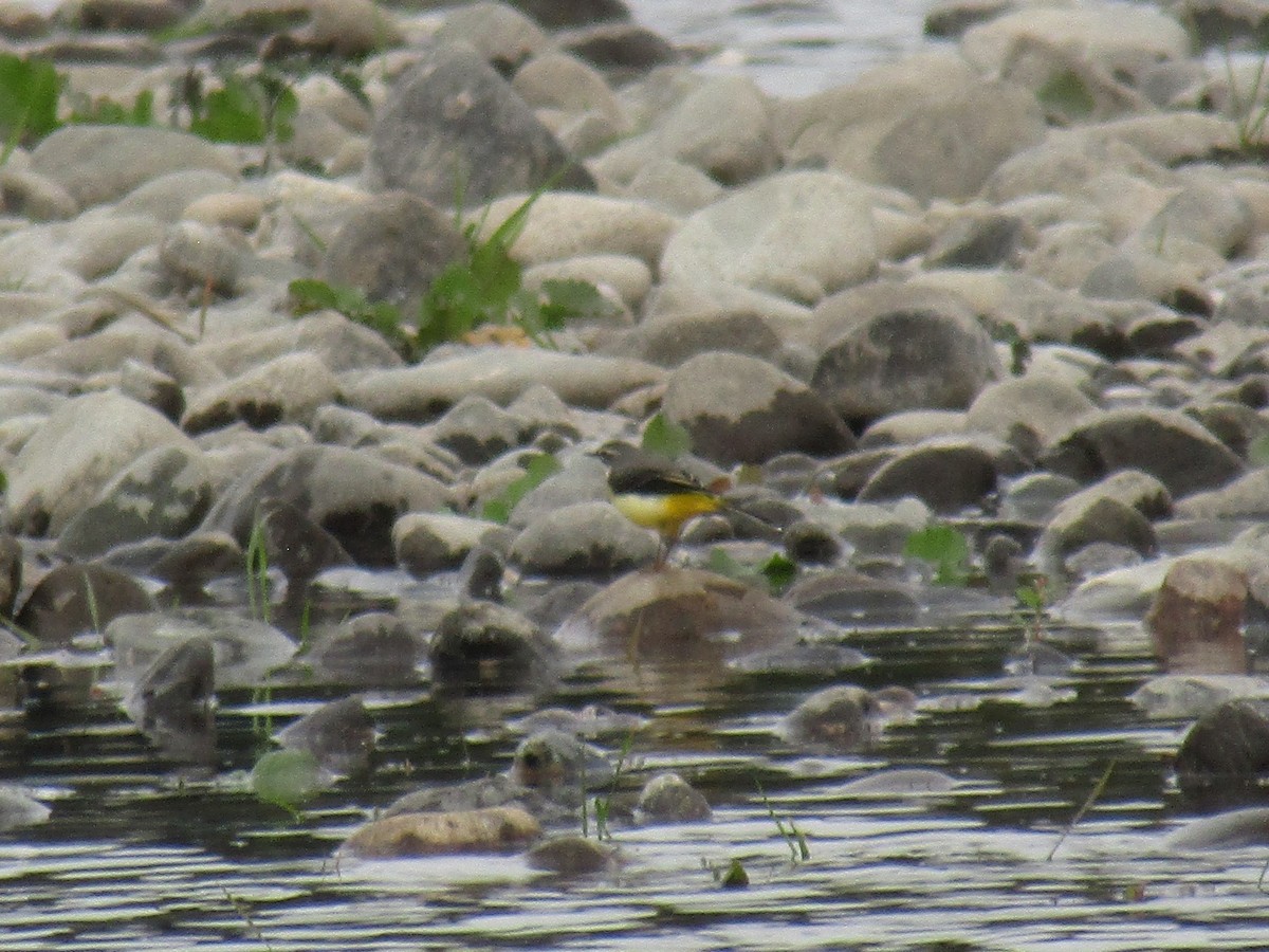 vintererle - ML644863526