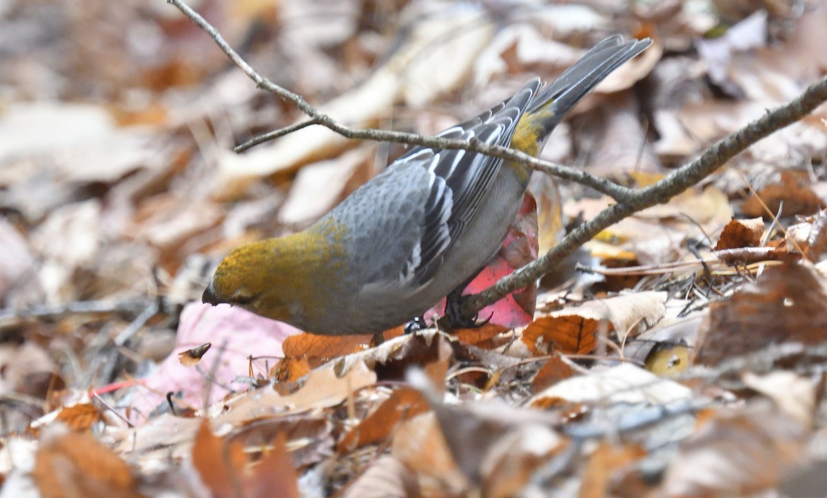Pine Grosbeak - ML644863531