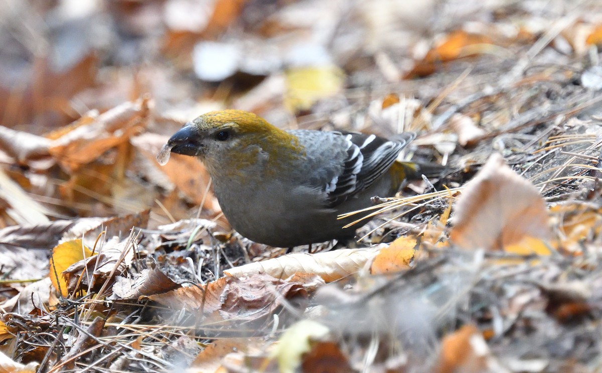 Pine Grosbeak - ML644863532