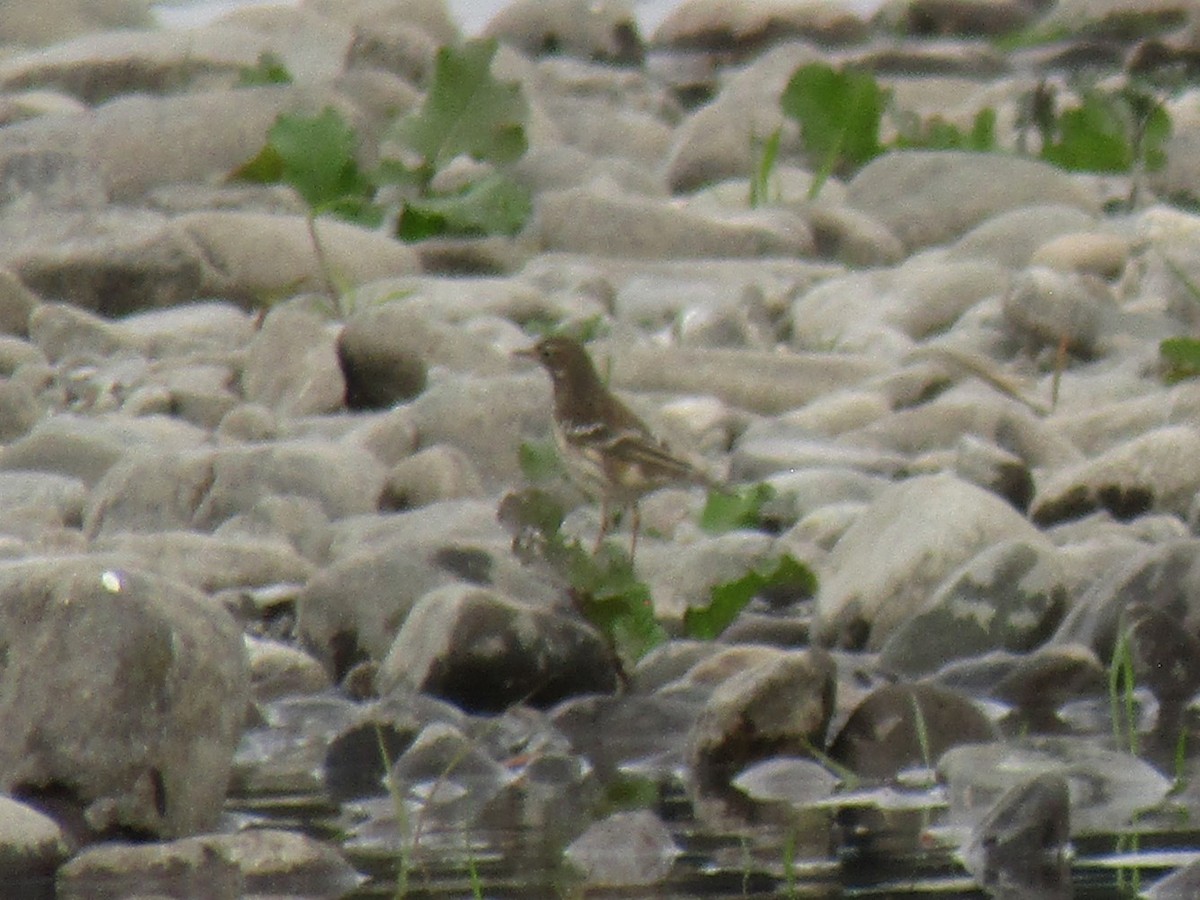 amurpiplerke - ML644863535